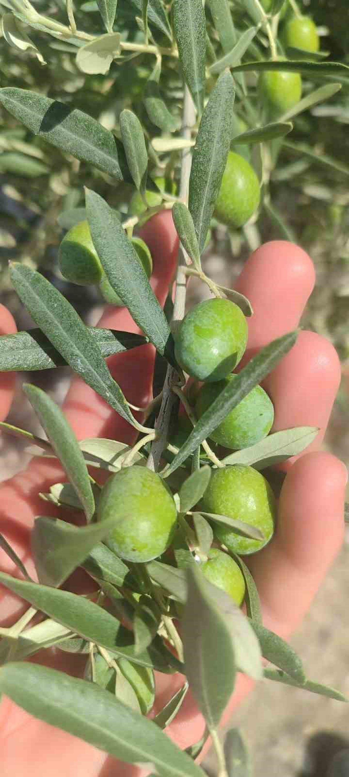 Didim’de zeytin üreticilerine sinek uyarısı
