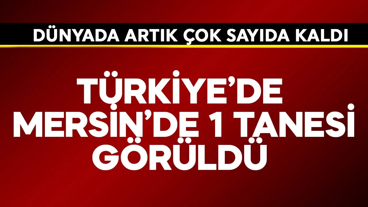 Dünyada artık çok sayıda kaldı! Türkiye'de Mersin'de 1 tanesi görüldü