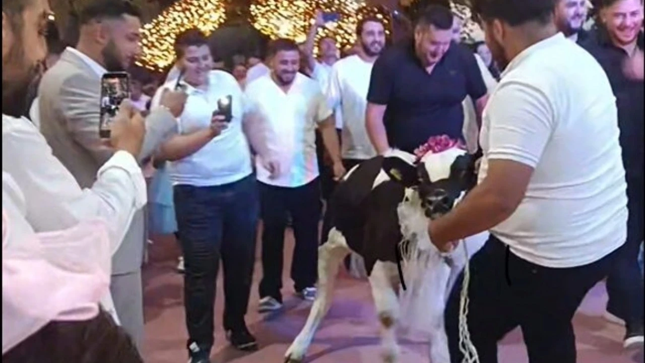 Takı töreninde damada dana hediye ettiler