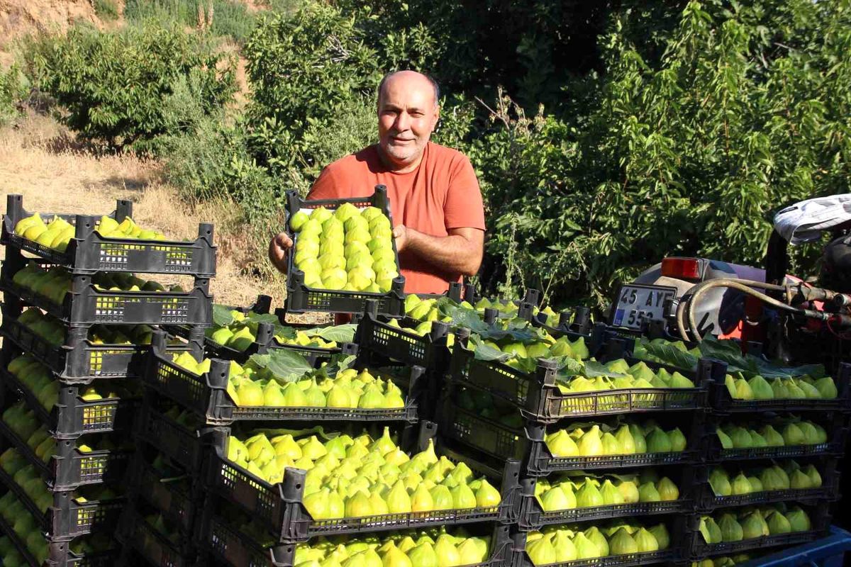 Dünyanın ilk incirinde son hasat bereketi