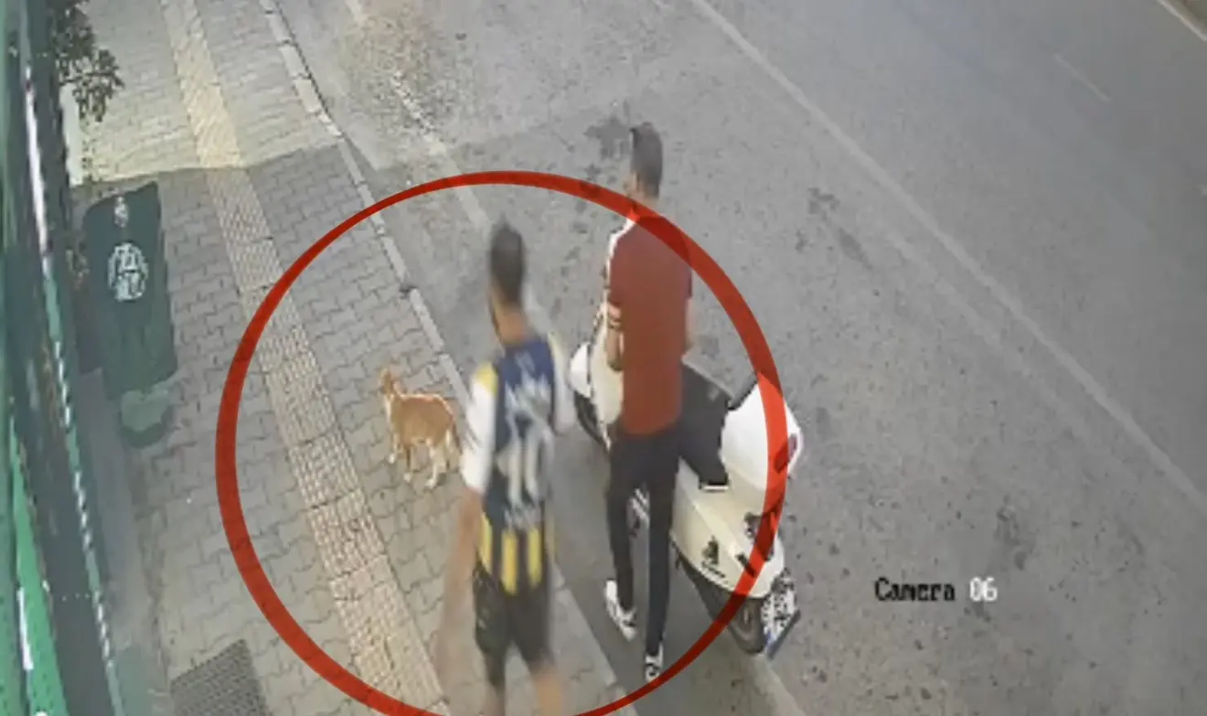 Böyle vicdansızlık görülmedi! Kediye tekme atıp yürümeye devam etti