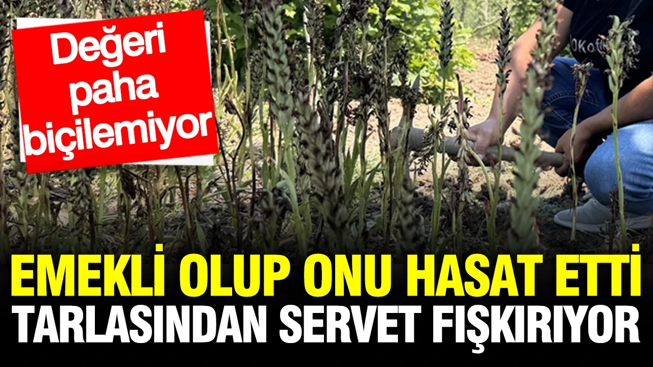 Emekli olup bilmediği işe başladı: Şimdi tarlasından servet fışkırıyor