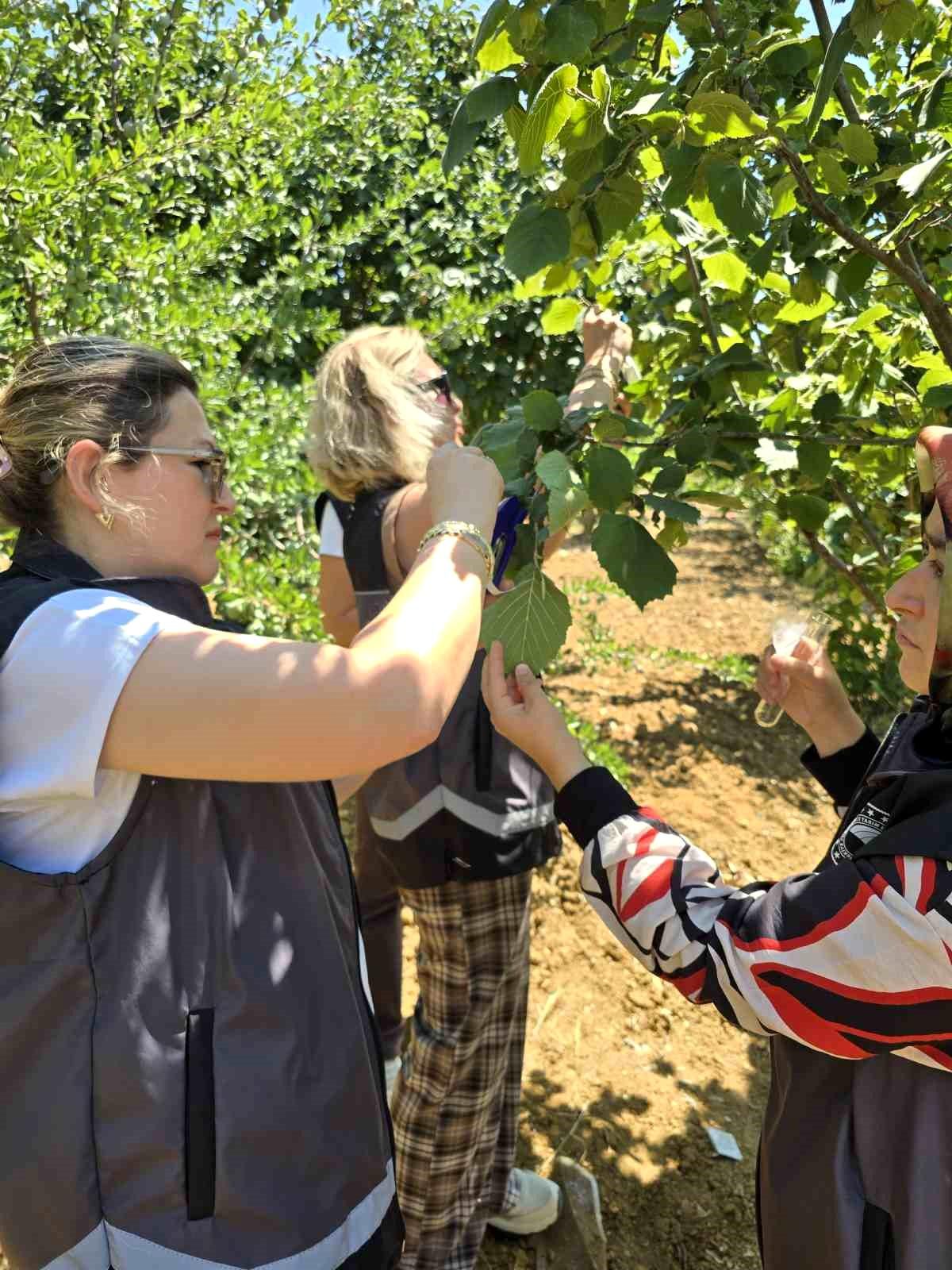 Kahverengi kokarcaya karşı samuray arısı doğaya salındı