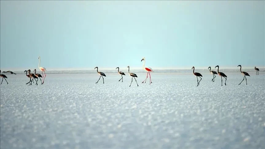 Bakan Kurum'dan 'Flamingo' paylaşımı: Son 5 yılın en yüksek yavru sayısına ulaştık