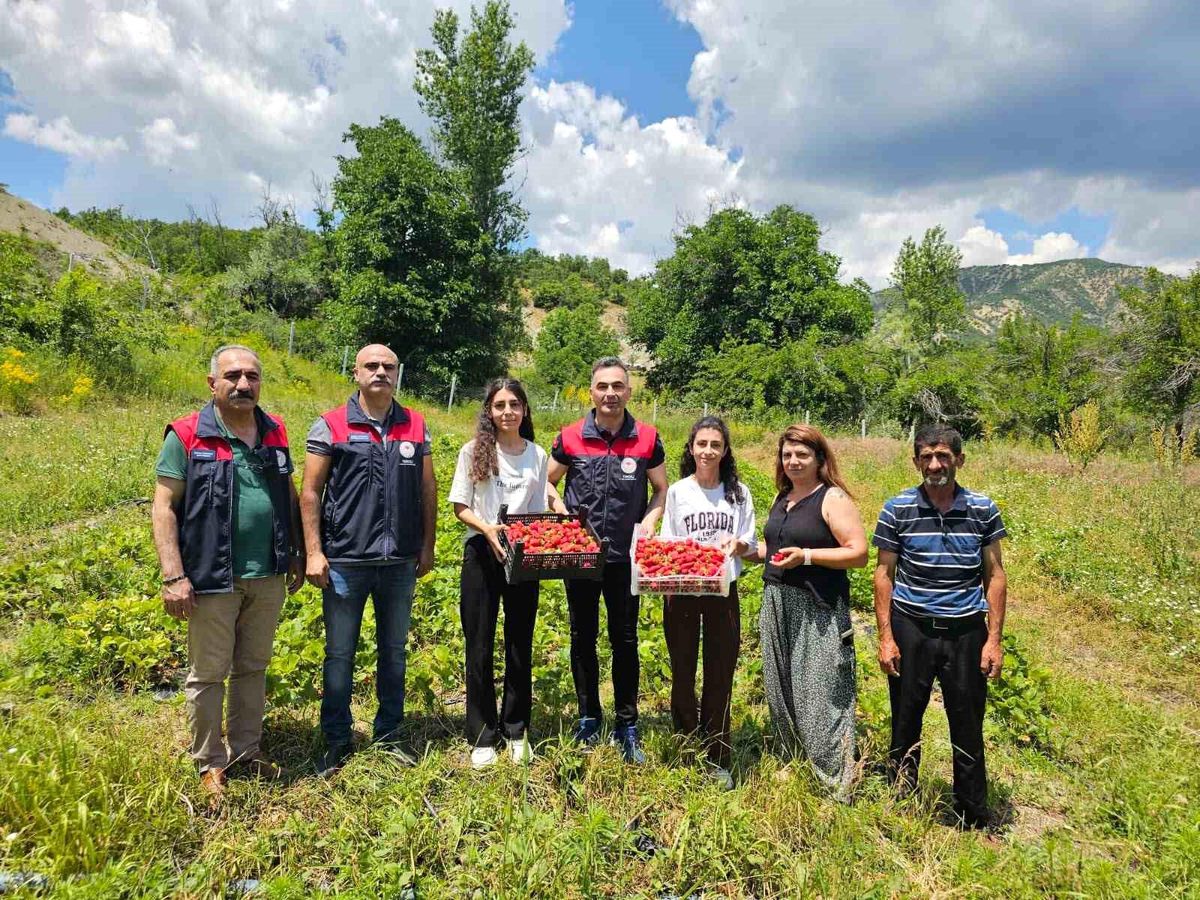 Tunceli'de kadın üreticilerin çilek hasadı yüz güldürdü