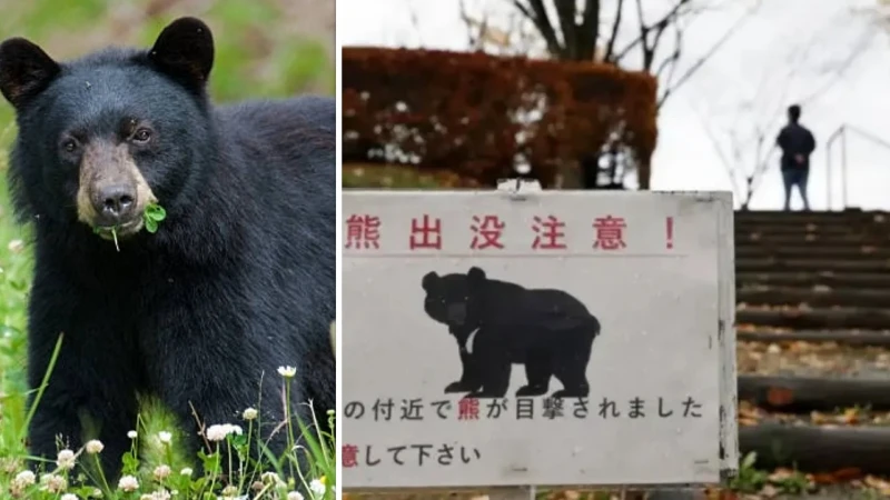 Japonya tarihinin en sıra dışı olayı: Asya kara ayısı kaçtı 94 okulda eğitime ara verildi