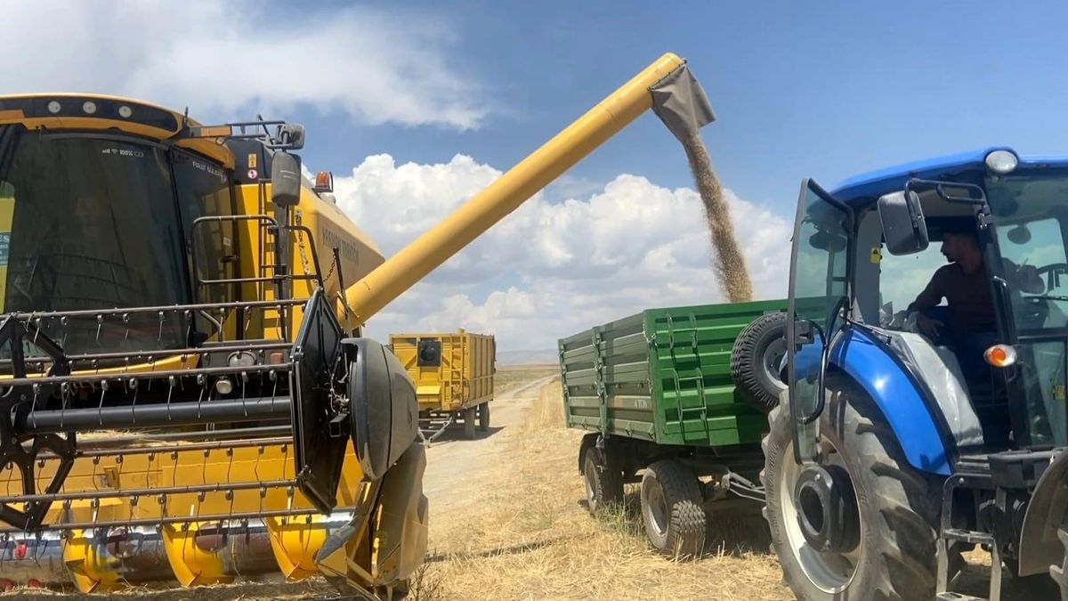 Tarımın kalbi Adilcevaz'da buğday hasadına başlandı