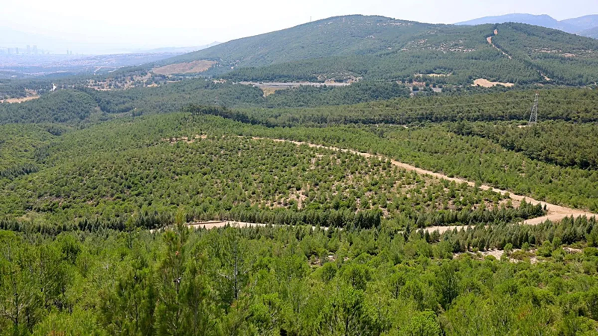 İzmir'de orman seferberliği! AK Partili Saygılı rakamları açıkladı: 130 milyon 327 bin tohum toprakla buluşturuldu