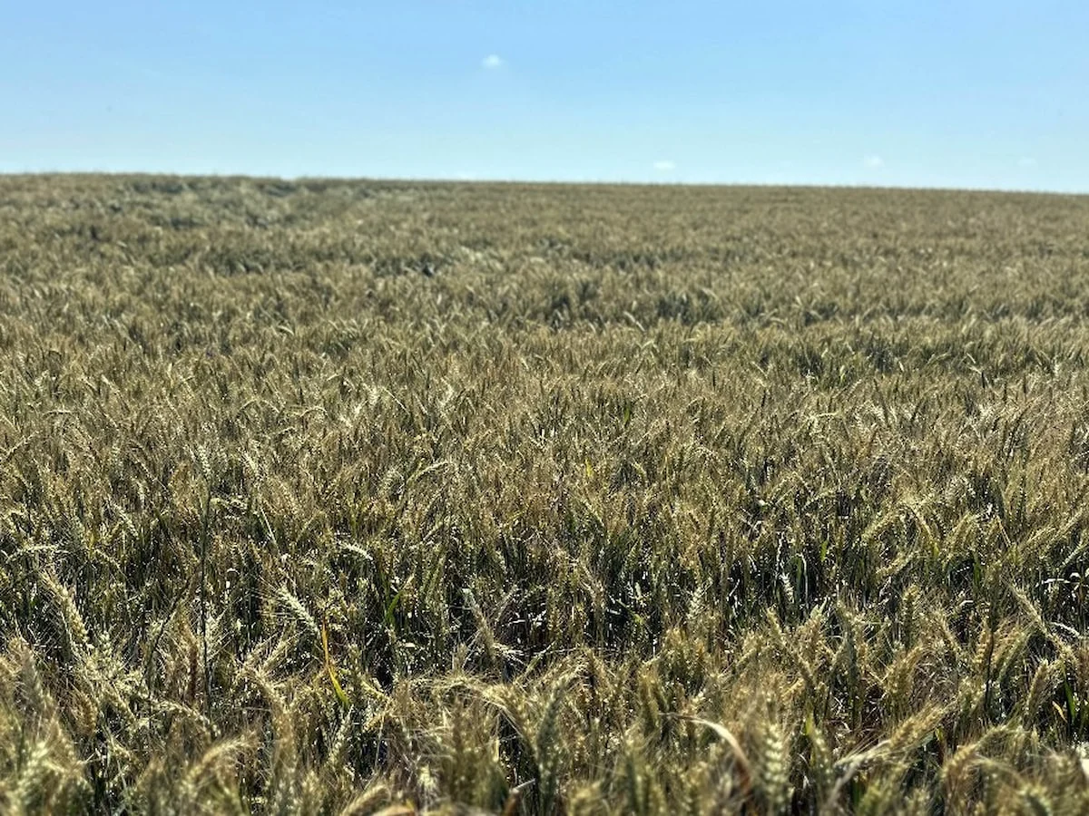 Edirne'de yağışlar, çiftçinin yüzünü güldürdü