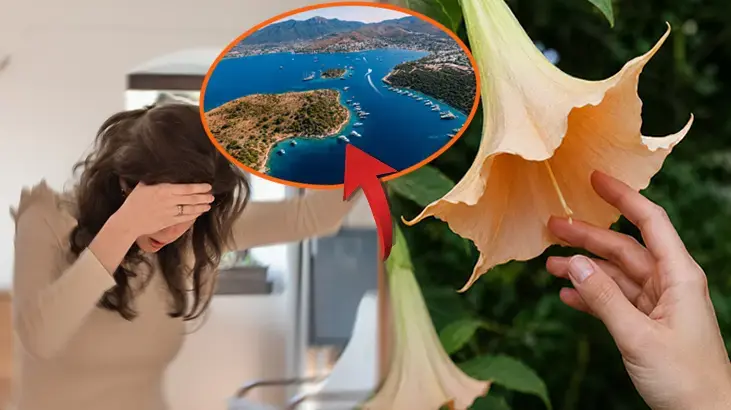 Dokunan bilincini kaybediyor! İsmi 'Melek', etkisi zehir: Türkiye'de bu bölgelerde görülüyor