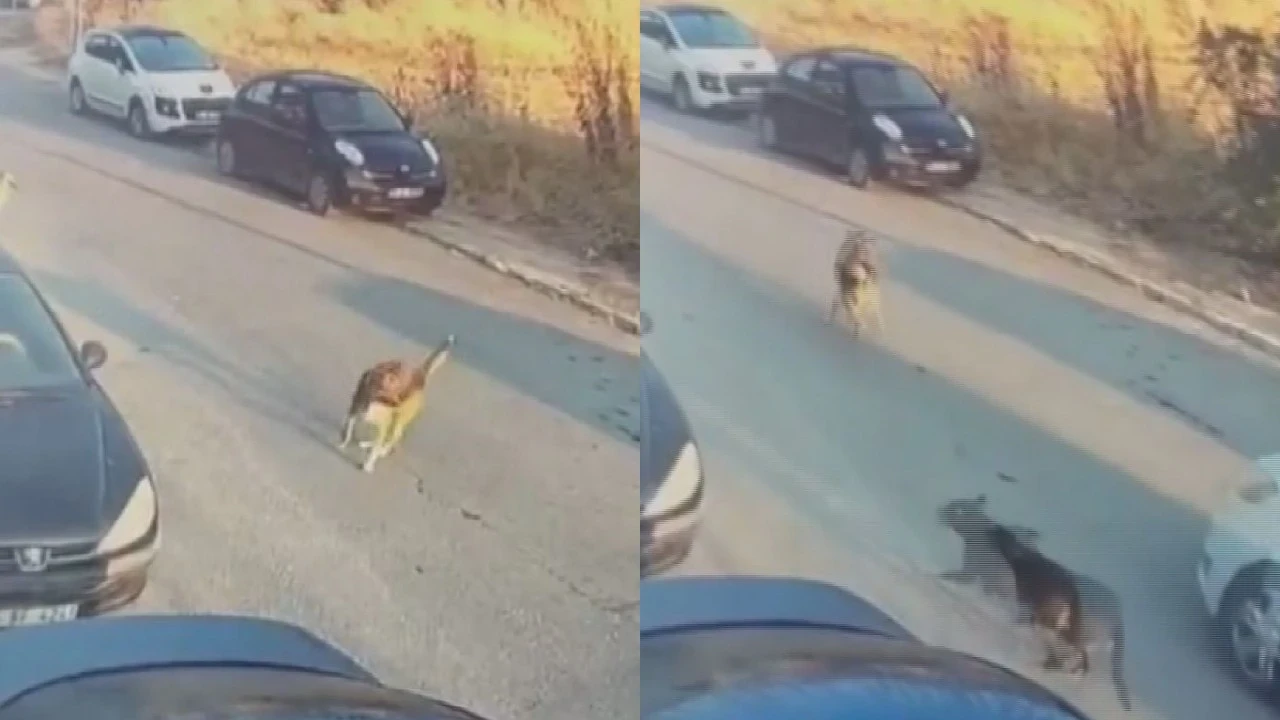 Silivri'de aracıyla sokak köpeğine çarpıp ölümüne neden olan sürücü tutuklandı