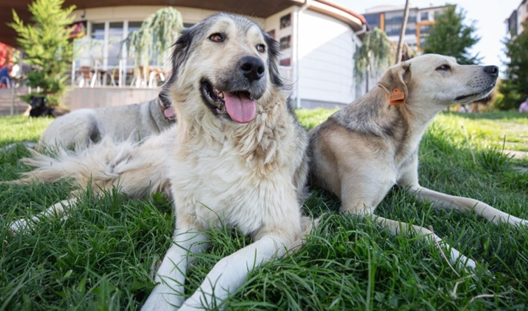Ankara'da toplanan sahipsiz sokak köpeklerinin sayısı açıklandı
