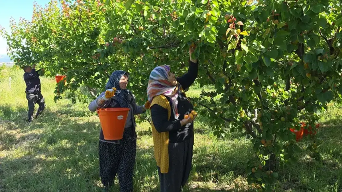 Mersin'de hasat başladı! 3 milyon ağaçtan servet fışkırıyor: Rusya ve Avrupa sıraya girdi