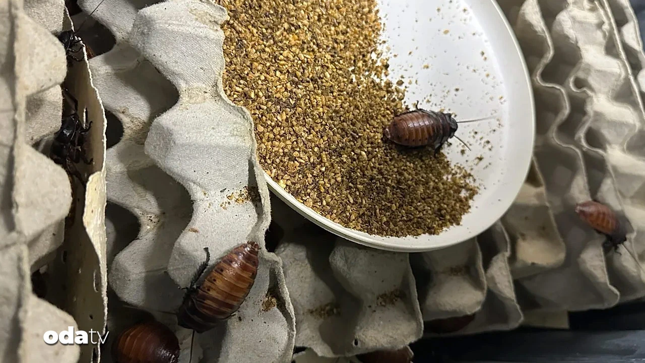 Avustralya'da 100 bin egzotik hamam böceği öldürülecek
