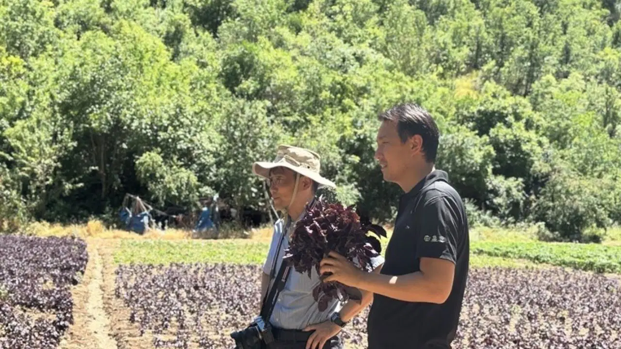 Arapgir’in mor reyhanına Japon heyetten inceleme
