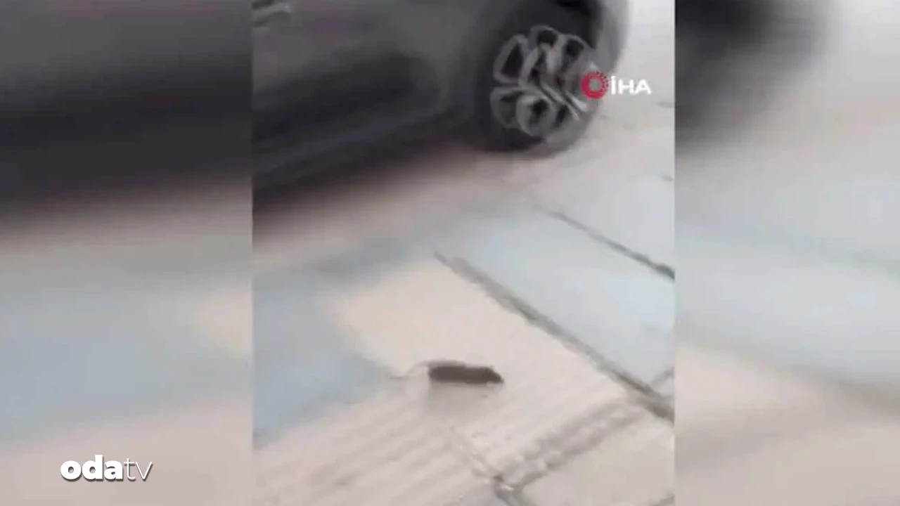 Ankara’da sokaktaki fare korkuttu
