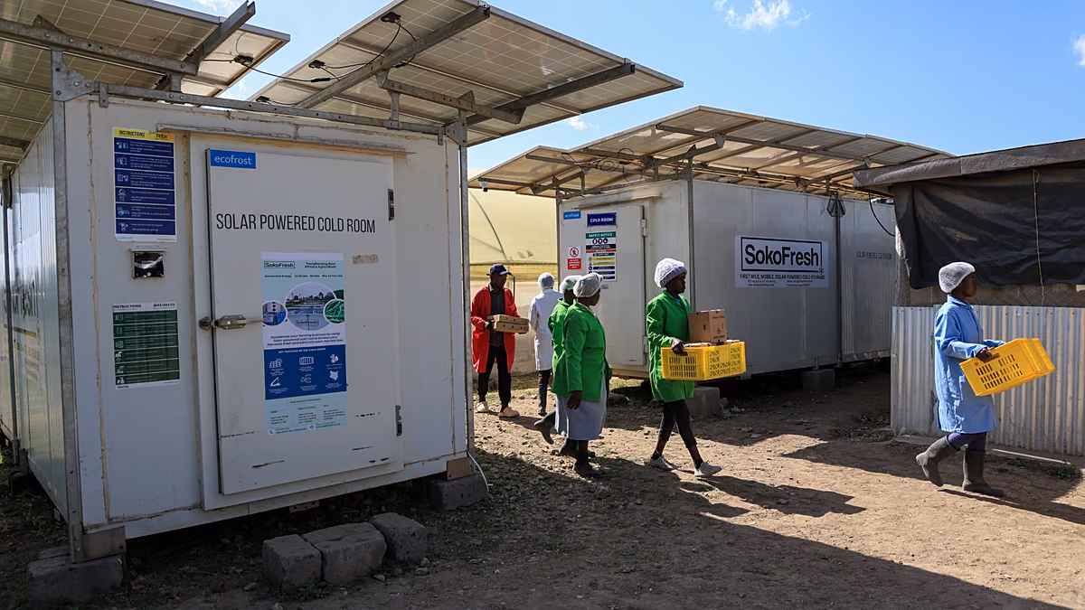 Çiftçilerin geliri güneş enerjili soğutucularla yüzde 50 arttı