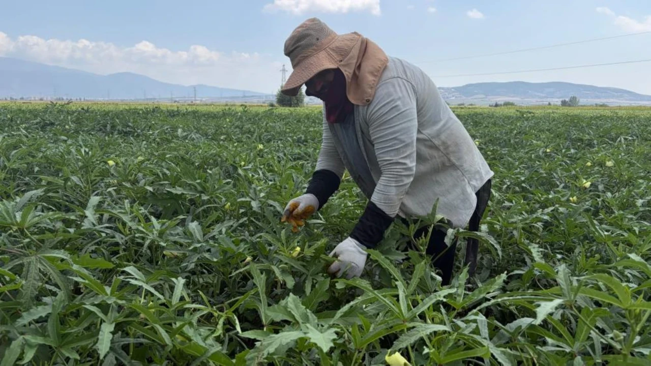 5 ay sürecek hasat dönemi başladı: İlk fiyat 120 lira