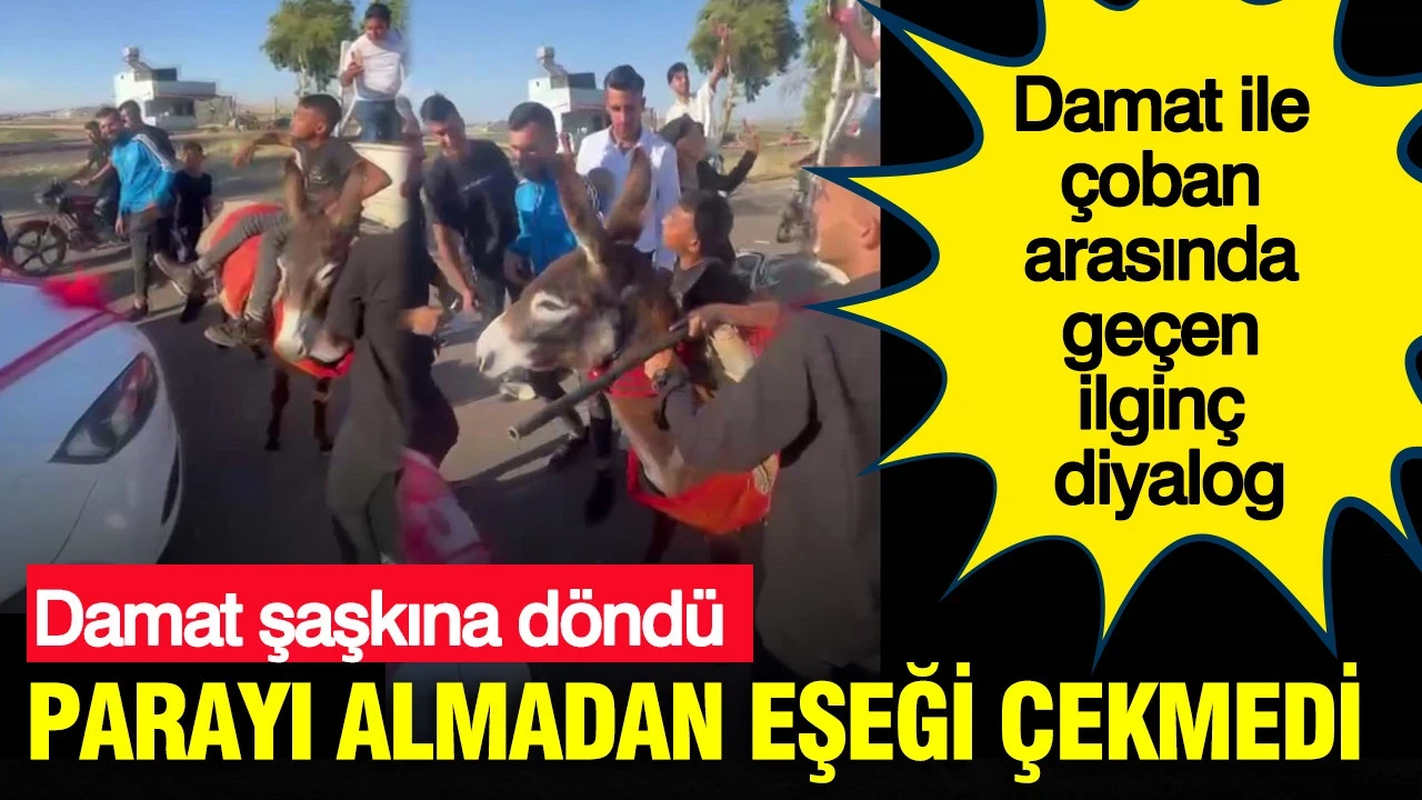 Damat şaşkına döndü: Parayı almadan eşeği çekmedi: Damat ile çoban arasında geçen ilginç diyalog