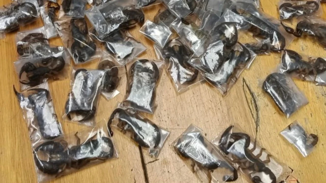 Adamın bavulundan 150 canlı akrep çıktı