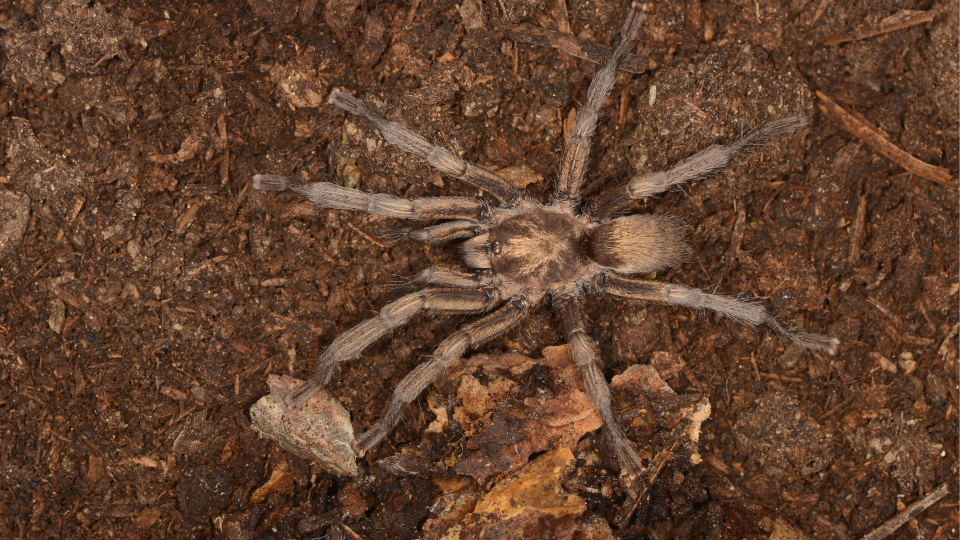 Aydın'da 34 yıl önce bulunan tarantula Türkiye faunasına eklendi