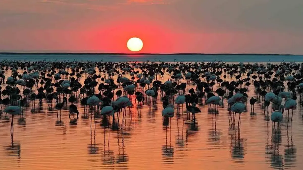 Tuz Gölü'nde son 5 yılın en yüksek flamingo yavrusu sayısına ulaşıldı