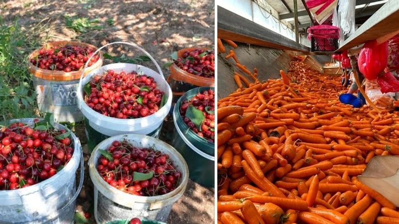 Tarla ile market arasındaki fark yüzde 379'a ulaştı: Rekor elma, çilek ve havuçta