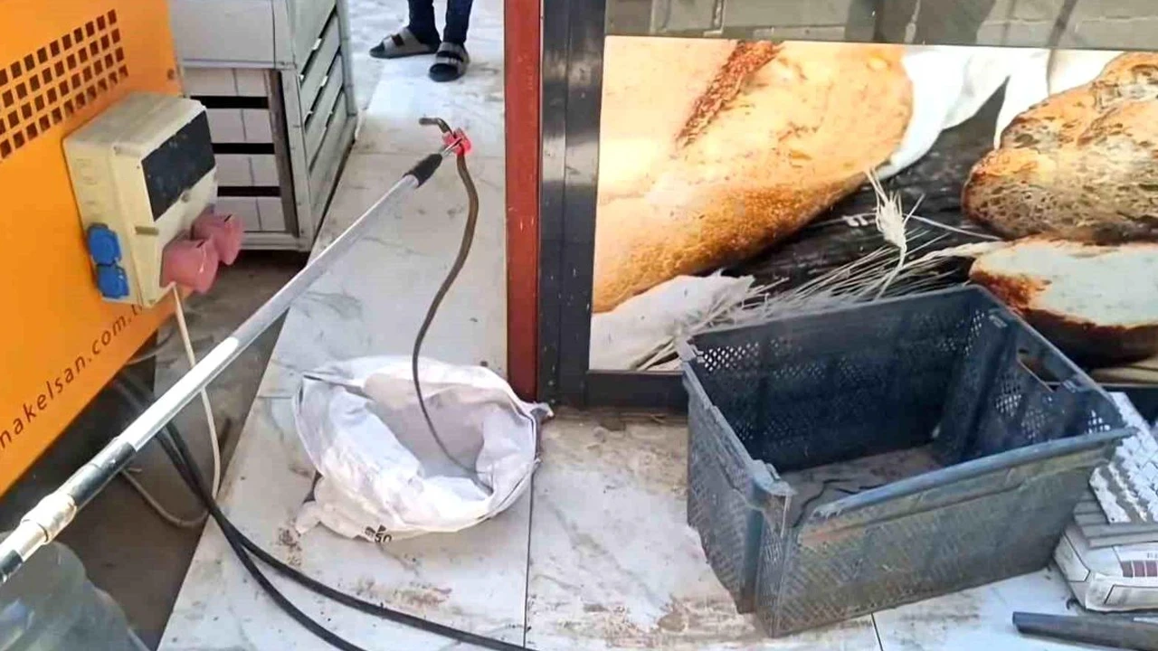 Gaziantep’te fırındaki ekmek sandığından 1 metrelik yılan çıktı