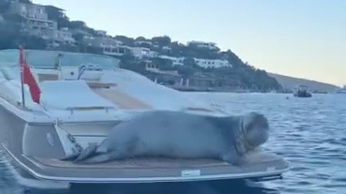 Muğla Bodrum'da şaşırtan anlar! Kâh oturdu kâh yattı: Akdeniz foku görenleri şaşırttı