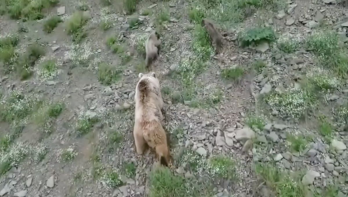 Artvin'de anne ayı ve 2 yavrusu dron kamerasında