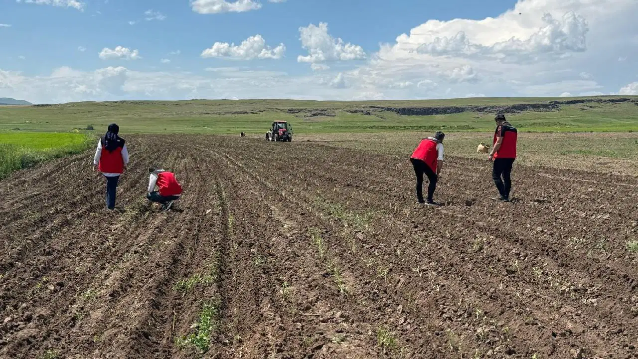 Denizli'den getirdi, Patnos'a ekti: Bir kere dikiliyor, 15 yıl kazandırıyor