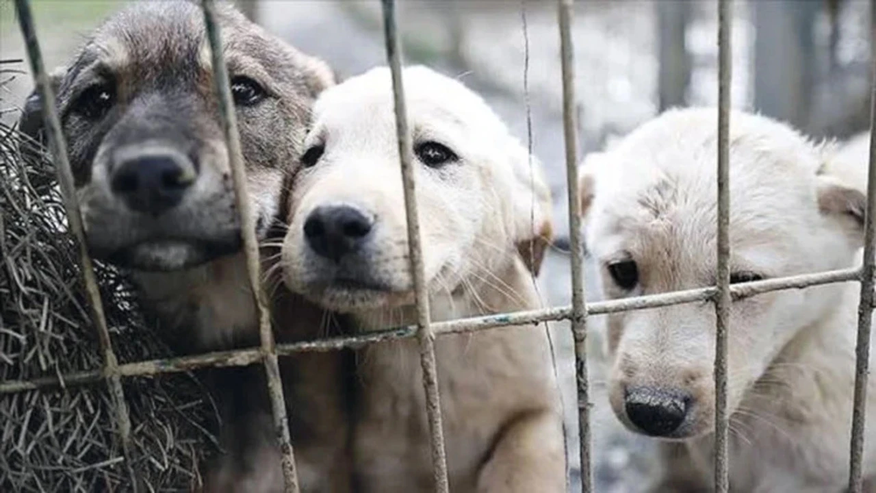 O ülkede sokak köpeği kalmadı...Başıboş köpek sorununu bu yöntemle çözdüler