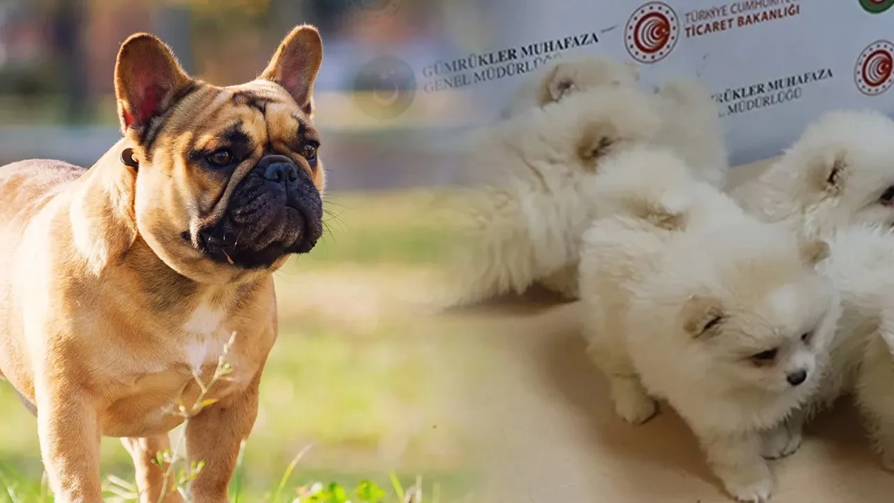 Milyarlarca liralık kaçak pet ticaretinin perde arkası! Fiyatları 500 bin TL'ye çıkıyor
