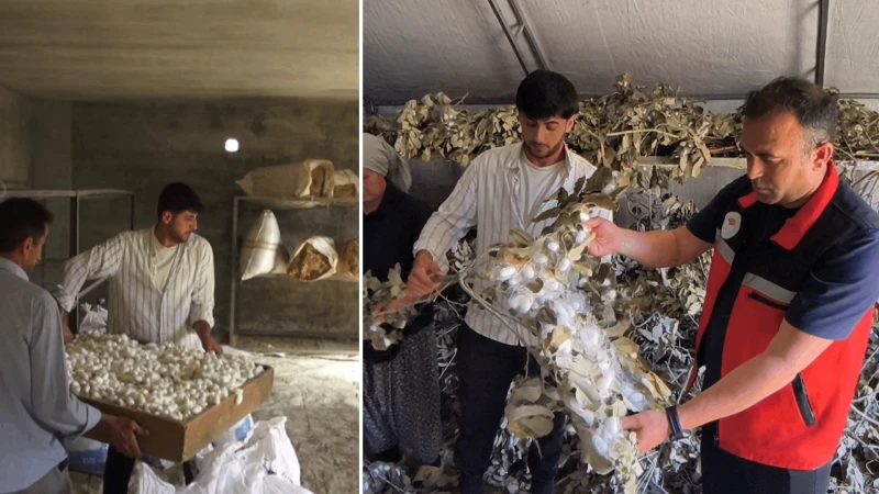 Bir zamanlar durmuştu, şimdi altın değerinde: 170 ailenin umudu oldu, 12 ton rekolte hedefleniyor
