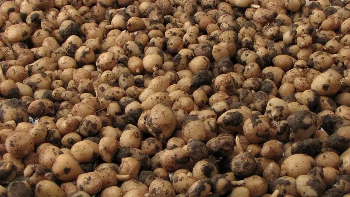 Kilosu 10 bin lira ama... 'Uyanıklar' bunu hesap etmemişti! Dudak uçuklatan ceza