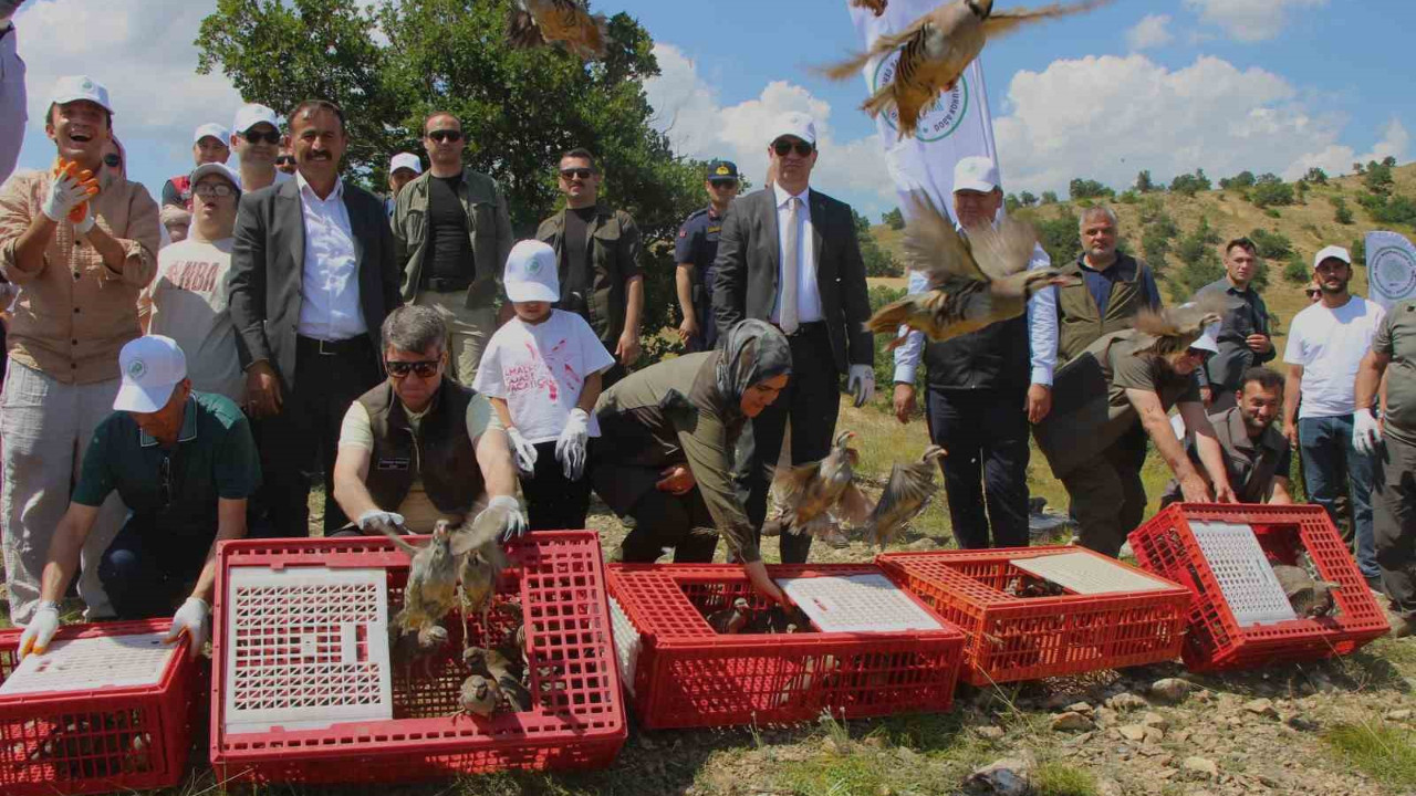 Ölümcül kenelere karşı binlerce kınalı keklik salındı