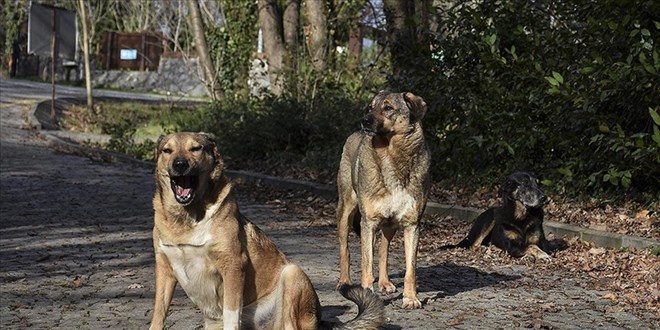 Sokak köpekleri soruşturması: 3 belediye başkanı hakkında işlem