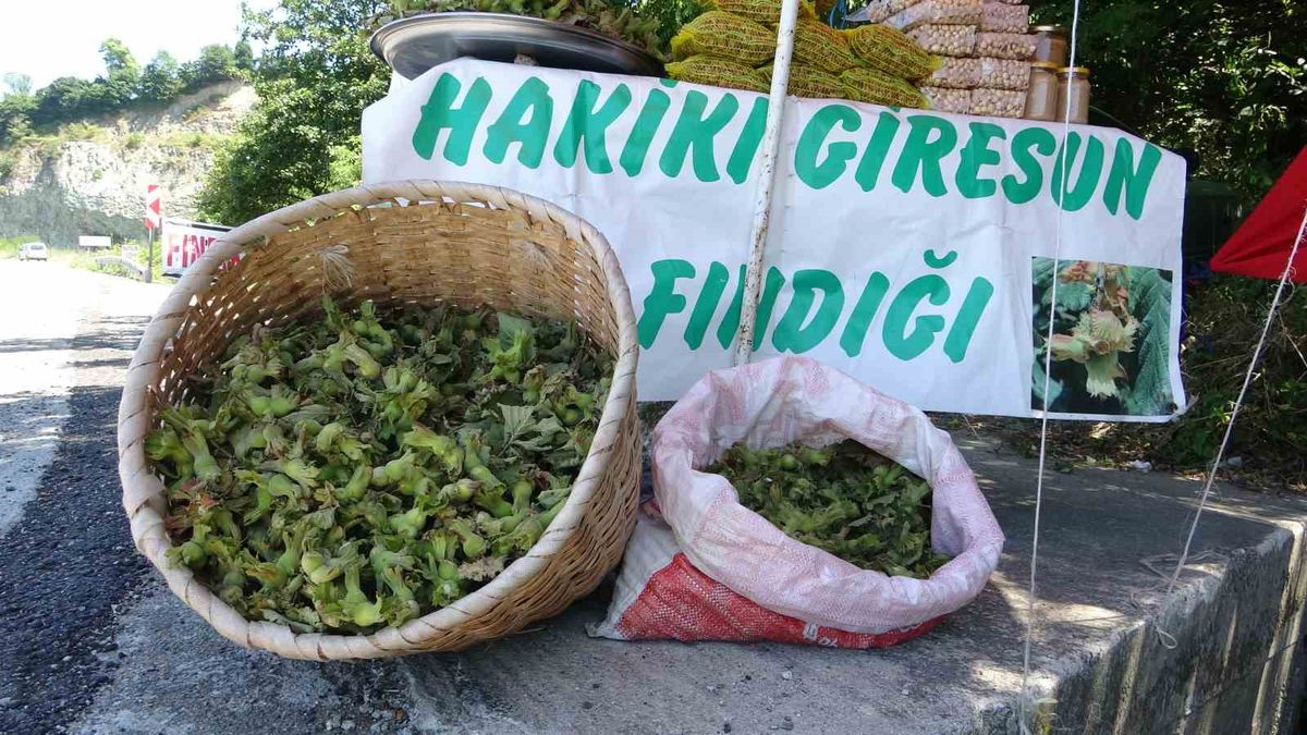 Giresun'da taze fındık tezgahları kuruldu, fiyatlar 200 TL