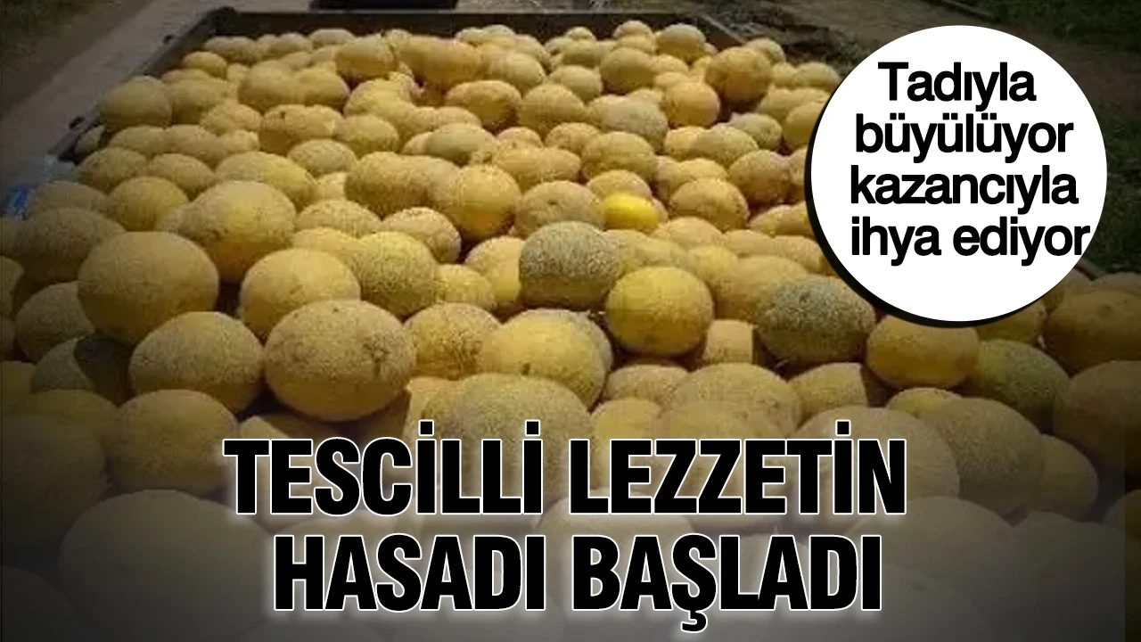 Tadıyla büyülüyor, kazancıyla ihya ediyor: Tescilli lezzetin hasadı başladı