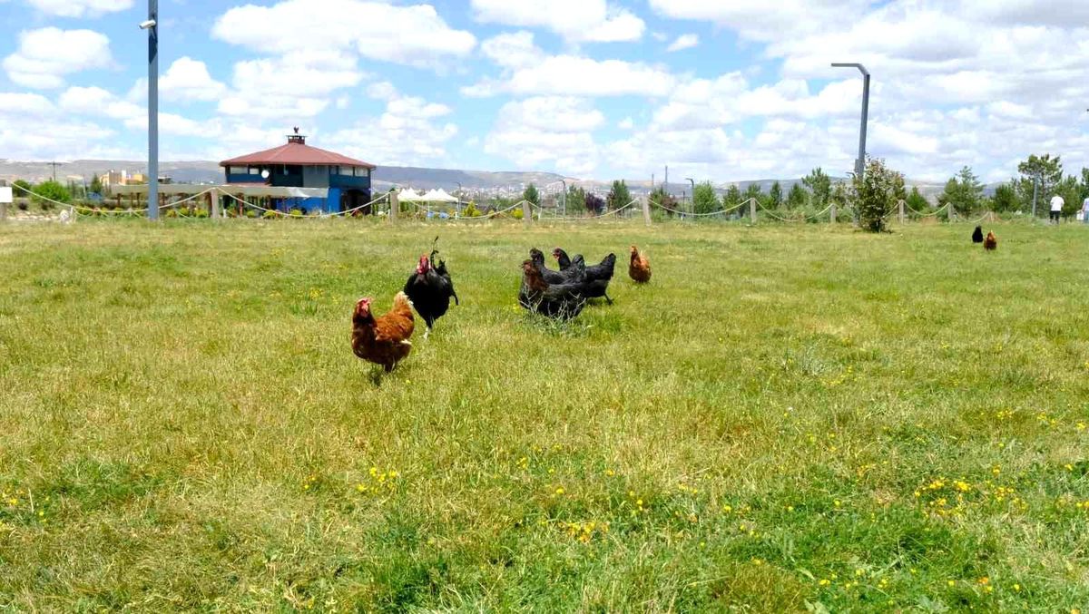 Keneyle mücadelede gezici tavuk kümesi uygulaması
