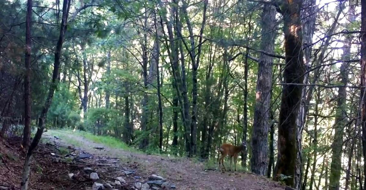 Kazdağları Milli Parkı'nda, Karaca fotokapana yakalandı