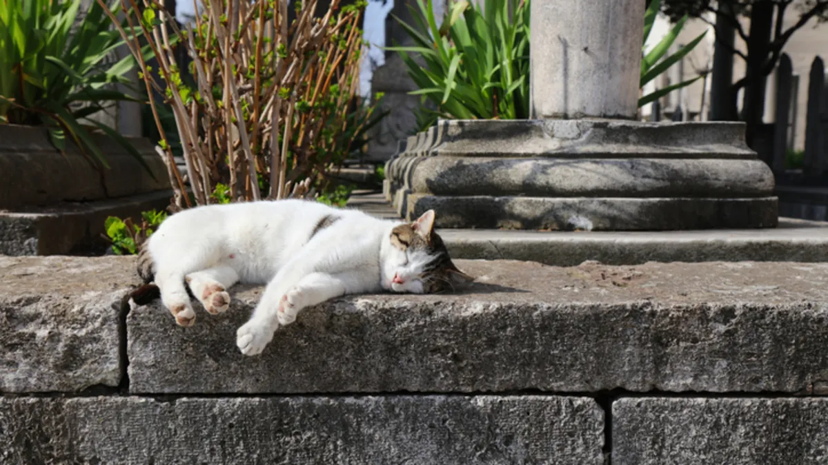 Dünyada en çok kedi bulunan ülkeler belli oldu!