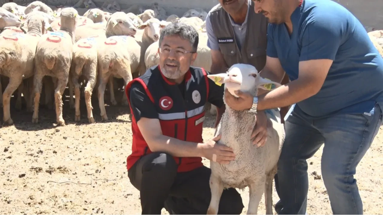 Küçükbaş hayvancılıkta dev destek: 1600 üreticiye 160 bin hayvan
