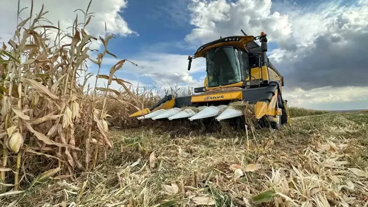 Karadeniz bu lezzetin peşine düştü: Tanesi 13 liradan satılıyor