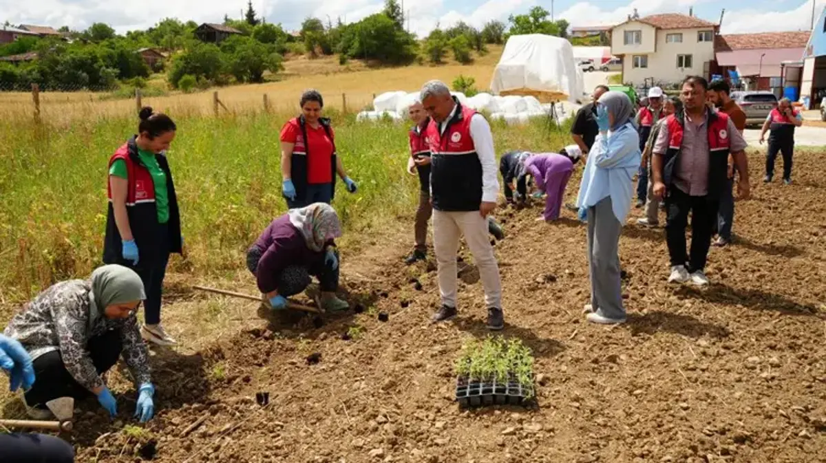 Kastamonu'da kazancı artıracak proje! Ücretsiz dağıtılıyor, çiftçiye yeni gelir kapısı oldu