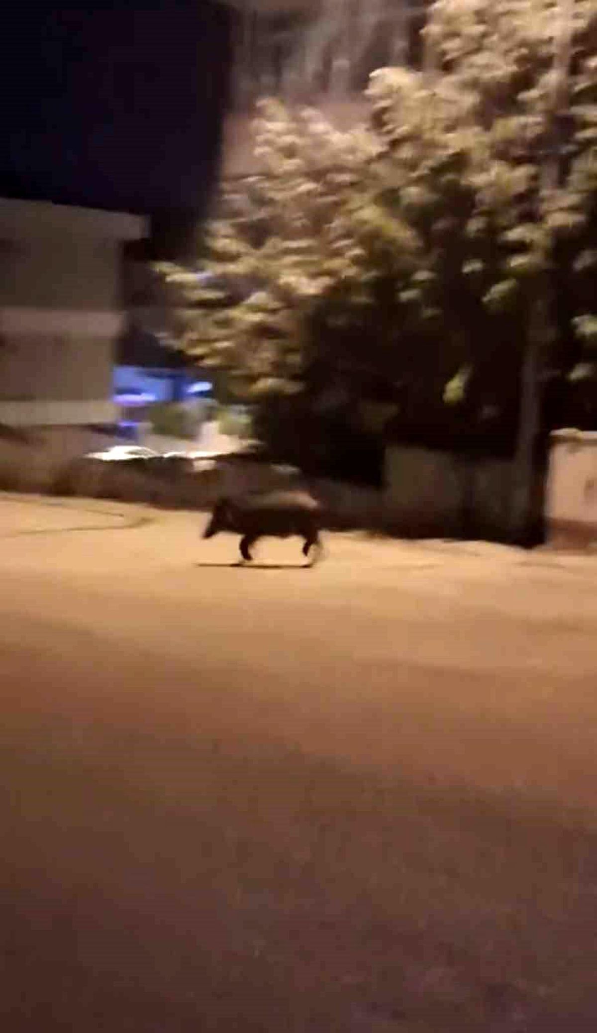 Mahalleye inen domuzları böyle kovaladı