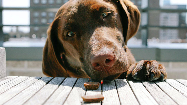 Köpekler mama dışında hangi besinleri yiyebilir?
