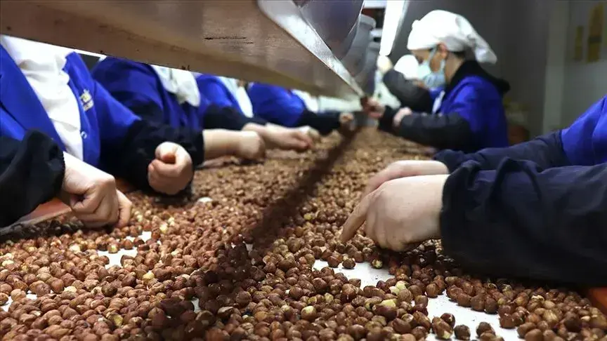 Türkiye, fındık ihracatından 1,4 milyar doları aşkın gelir sağladı