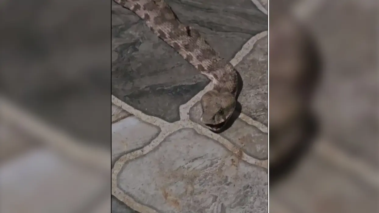 Balkonda panik anları! Koca yılanı görünce neye uğradığını şaşırdı