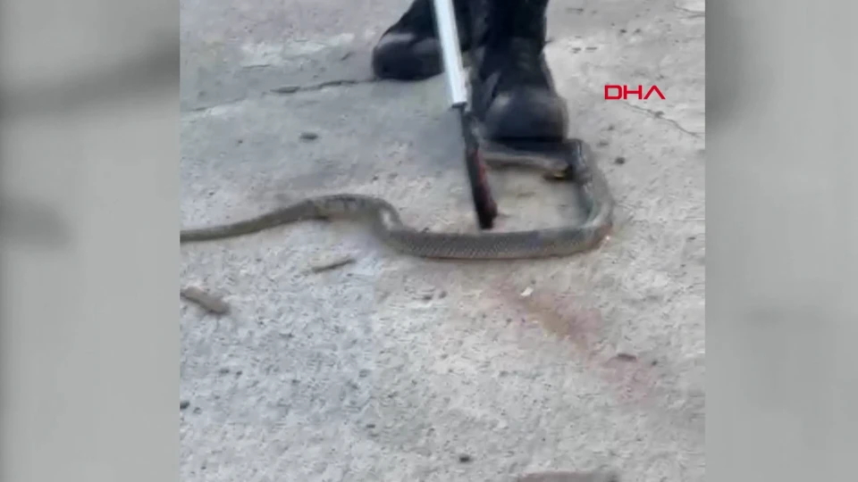 İtfaiye Ekipleri Fabrikadaki Yılanı Yakalayıp Doğaya Bıraktı